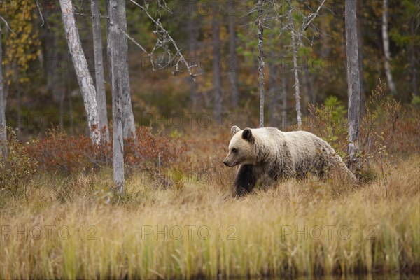 Brown bear (Ursus arctos)