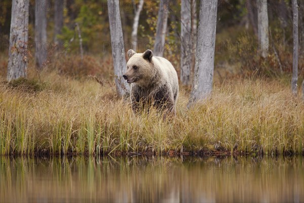 Brown bear (Ursus arctos)