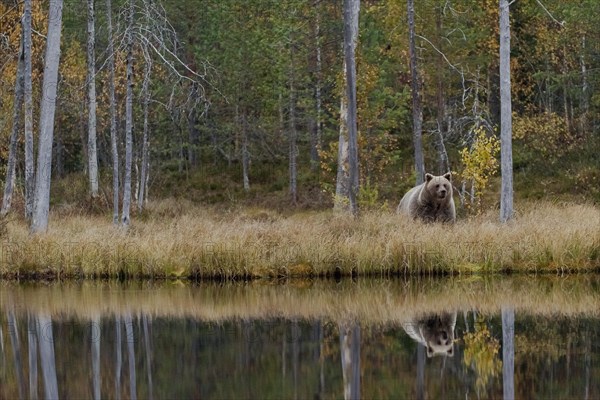 Brown bear (Ursus arctos) in autumn forest