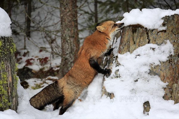 American red fox