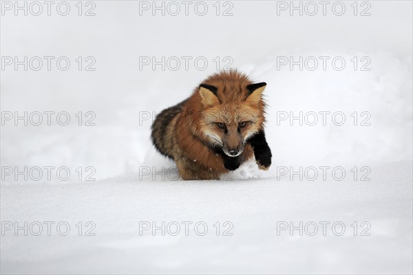 American red fox