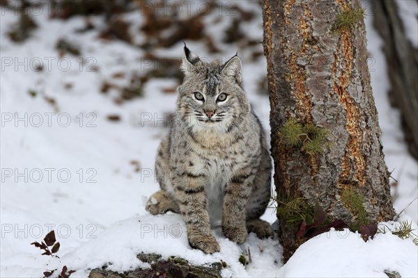 Bobcat (Lynx rufus)