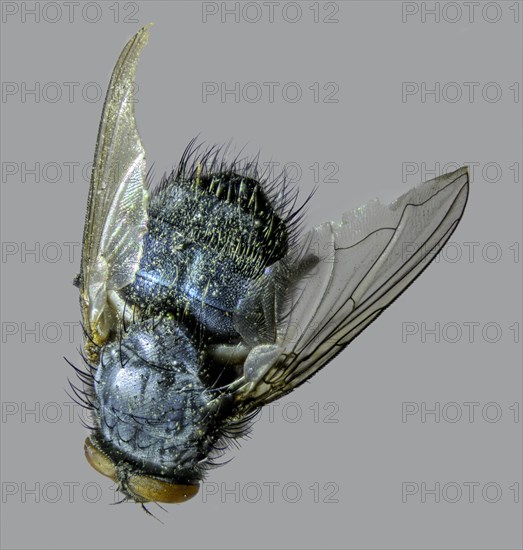 Common Housefly (Musca domestica)