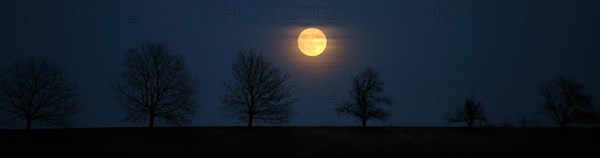 Full moon behind a row of trees