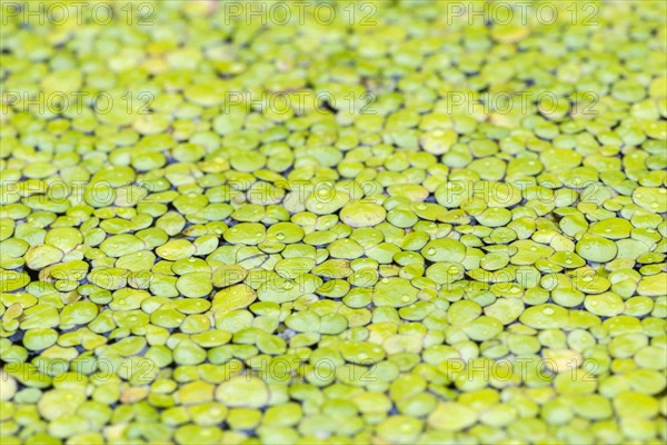 Common duckweeds (Lemna minor)