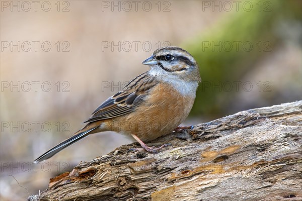 Rock Bunting (Emberiza cia)