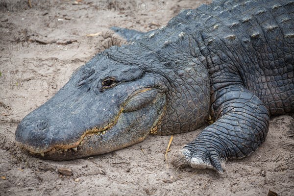 American alligator (Alligator mississippiensis) is located in Sand