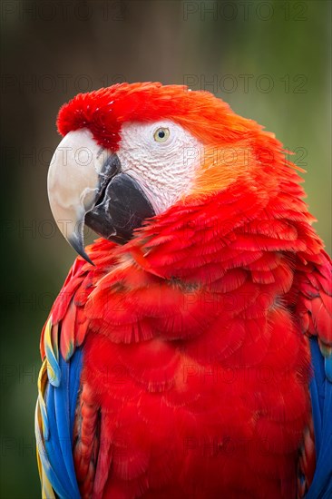 Scarlet macaw (Ara macao)