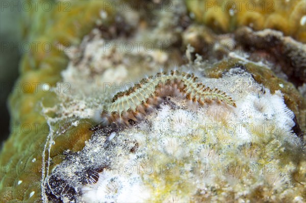 Bearded fireworm