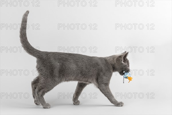 Breedcat Russian Blue (Felis silvestris catus)