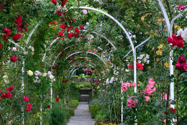 Rose arch with blooming roses