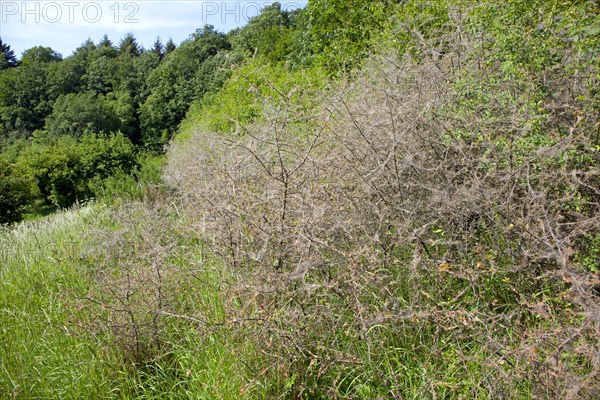 Ermine moths (Yponomeutidae) cover a Blackthorn hedge (Prunus spinosa) with spun yarn