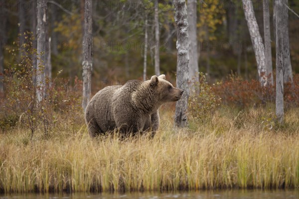 Brown bear (Ursus arctos)