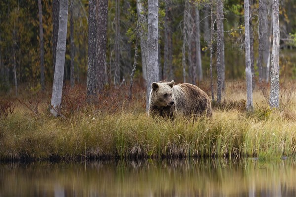 Brown bear (Ursus arctos) in autumn forest