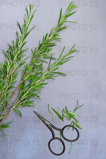 Rosemary twigs and scissors