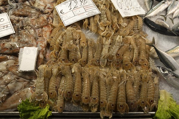 Fresh prawns (Penaeidae) on ice