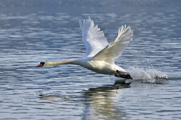 Mute swan (Cygnus olor)