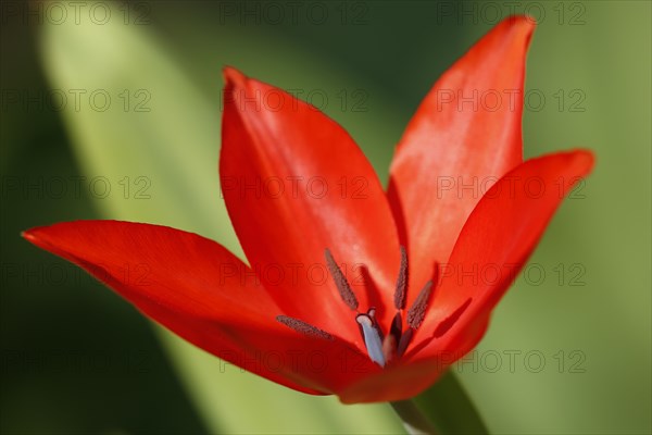 Red tulip