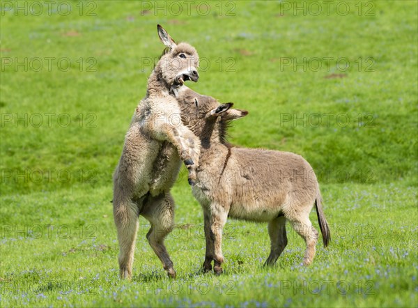 Donkey or (Equus asinus asinus)