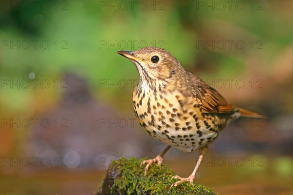 Song thrush (Turdus philomelos) sitting on moss