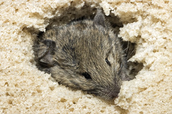 Mouse (Mus musculus)