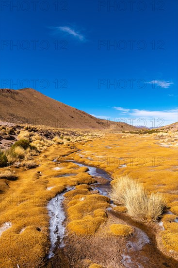 Peruvian feathergrass landscape with feather grass (jarava ichu)