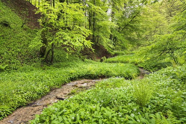 Ramsons (Allium ursinum) in the forest