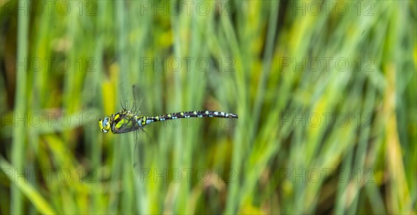 Southern Hawker (Aeshna cyanea)