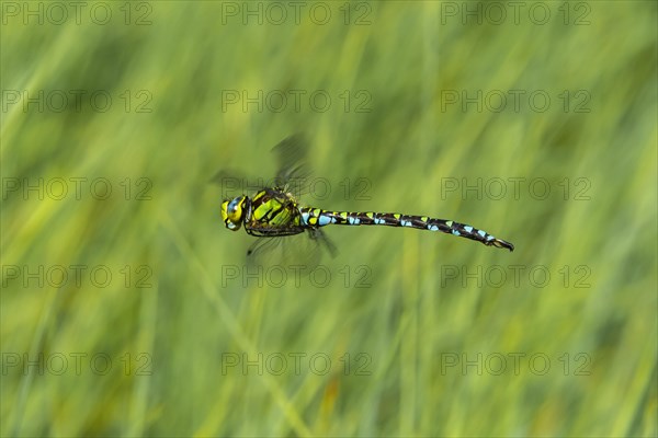 Southern Hawker (Aeshna cyanea)