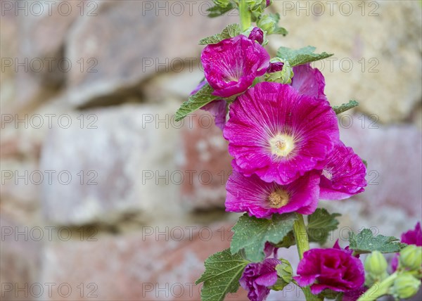 Hollyhock (Alcea rosea)