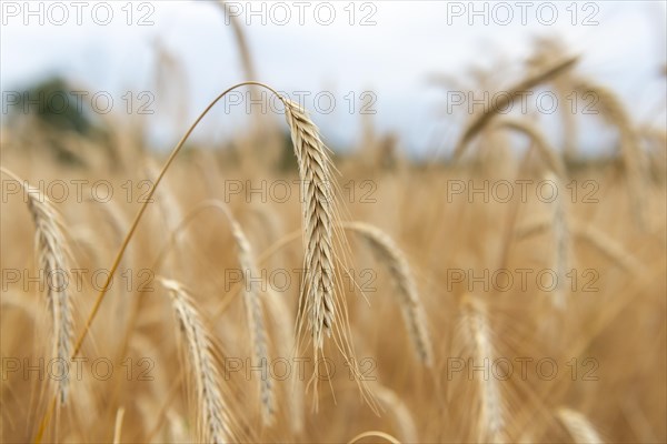 Ears of corn