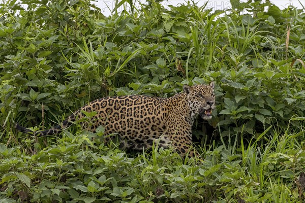 Jaguar (Panthera Onca)