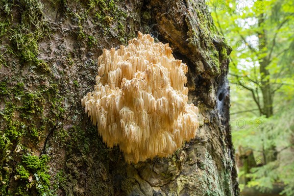 Hericium flagellum (Hericium flagellum) to European silver fir (Abies alba)