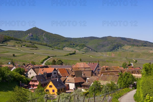 Wine-growing region in the Alsace Wine Route