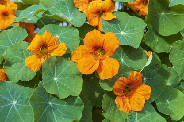 Orange flowering nasturtium (Tropaeolum majus)