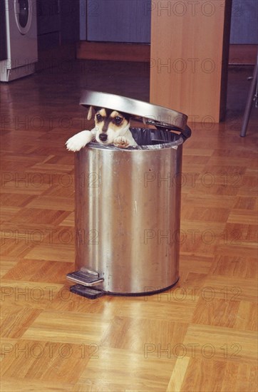 Jack Russell Terrier tries to raid the trash can