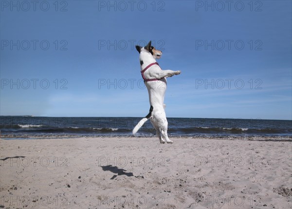 Jack Russell Terrier on the beach