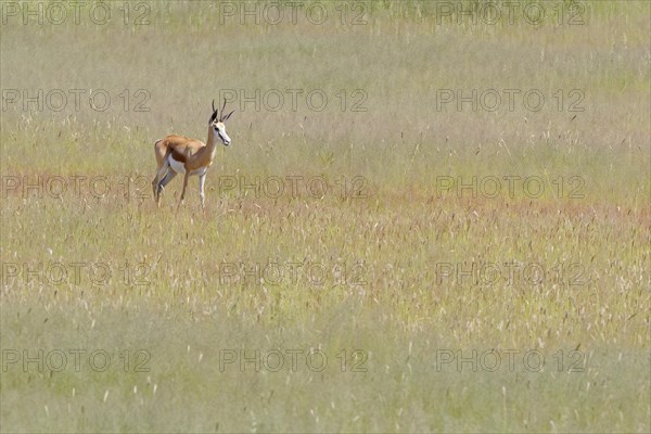 Springbok (Antidorcas marsupialis)