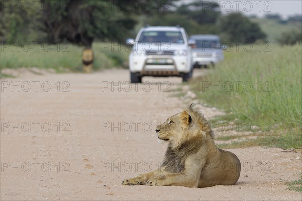 Black-maned lions (Panthera leo vernayi)