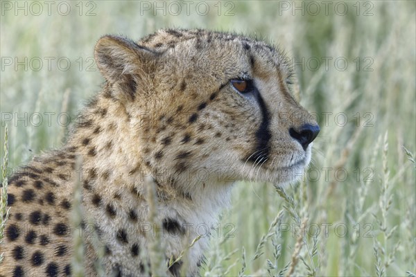 Cheetah (Acinonyx jubatus)