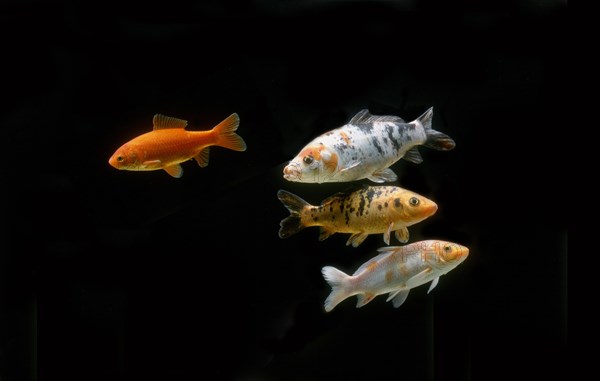 Ornemental koi carps