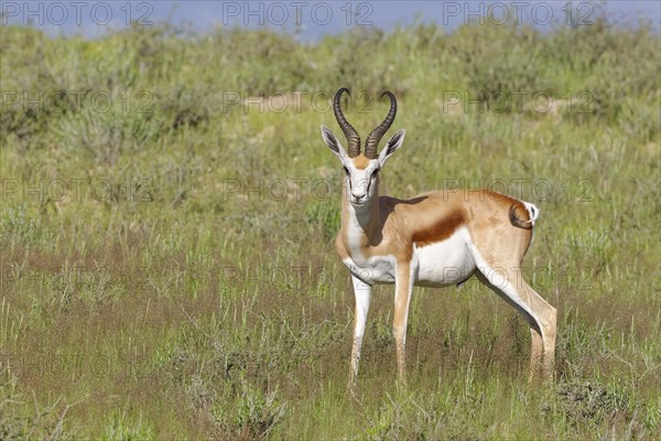 Springbok (Antidorcas marsupialis)