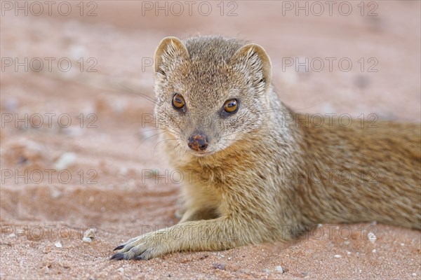 Yellow mongoose (Cynictis penicillata)