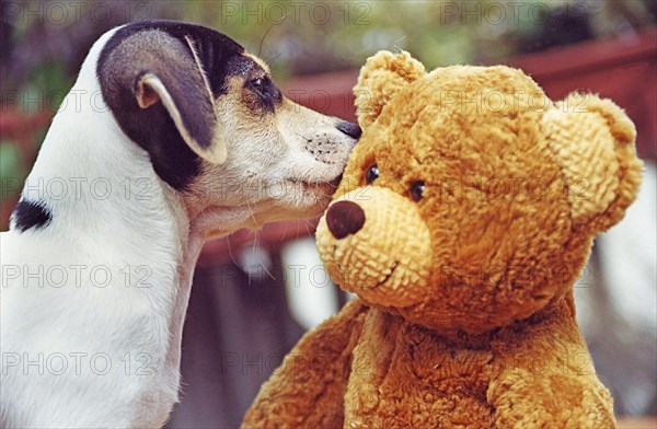 Jack Russell Terrier sniffs Teddy