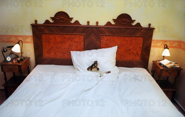 Jack Russell Terrier sleeping alone in a huge bed