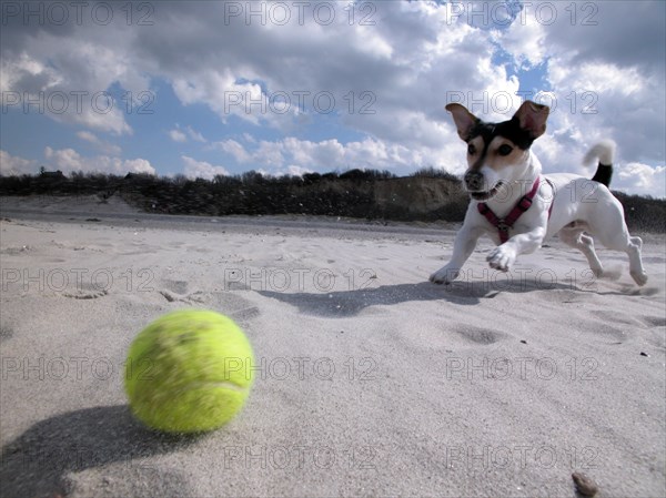 Jack Russell Terrier plays ball on the beach