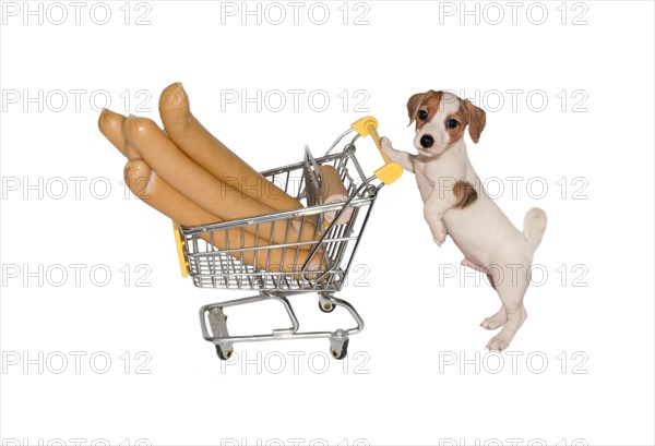 Jack Russell Terrier