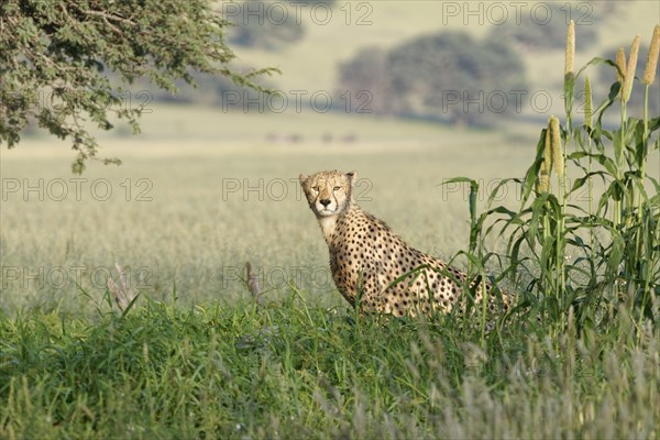 Cheetah (Acinonyx jubatus)