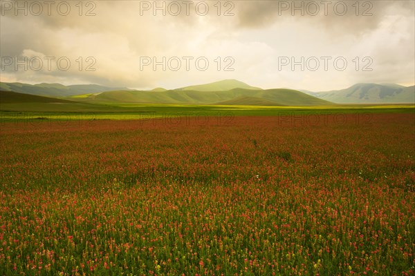 Red flowering field with hills behind in the evening light
