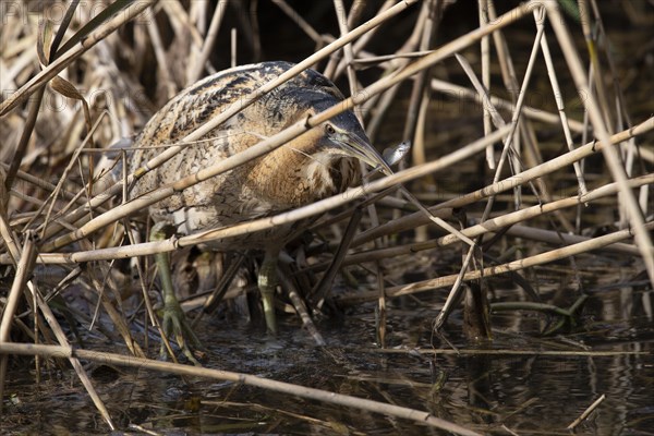 Eurasian bittern (Botaurus stellaris)